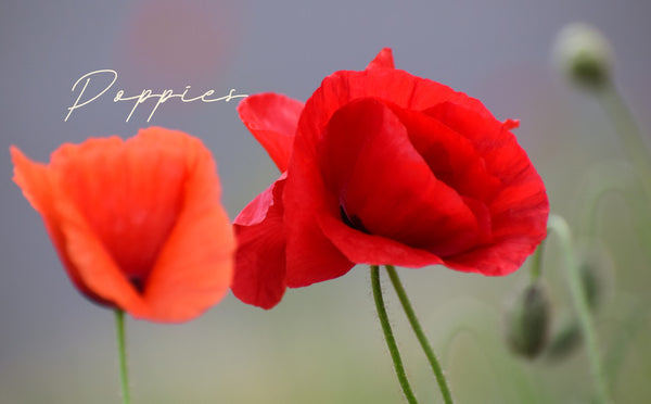 Fine Art Red Poppies photography by Kelly Johnson