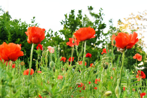 Poppies by photographer Kelly Johnson