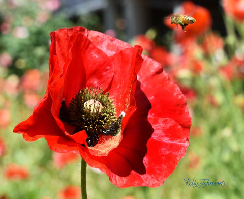 Poppy and a bee photographer by Kelly Johnson