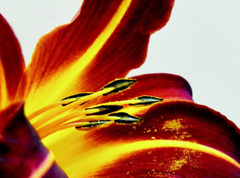 Photo of a lily from Kelly Johnson's book Gratitude