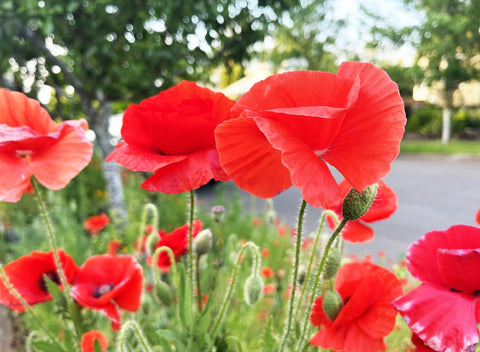 Poppies photographed by Kelly Johnson