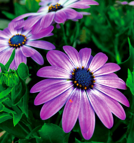 Purple Flowers by Kelly Johnson author of Gratitude