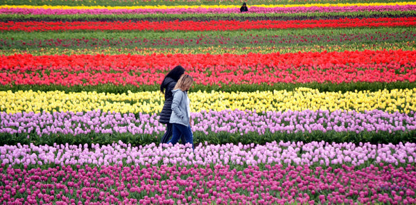 Photograph of two women walking through the Wooden Shoe Tulip Field, Woodburn, Oregon by Kelly Johnson author of Gratitude