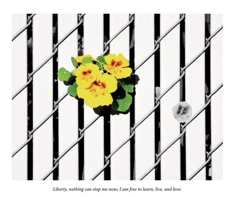 Yellow flowers peeking out through a fence from Gratitude photographer Kelly Johnson