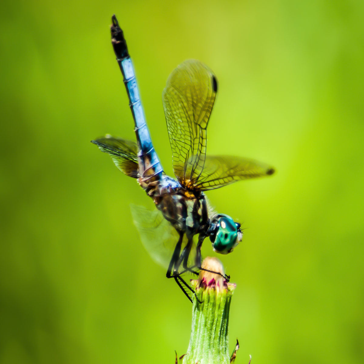 Dragonfly on flower