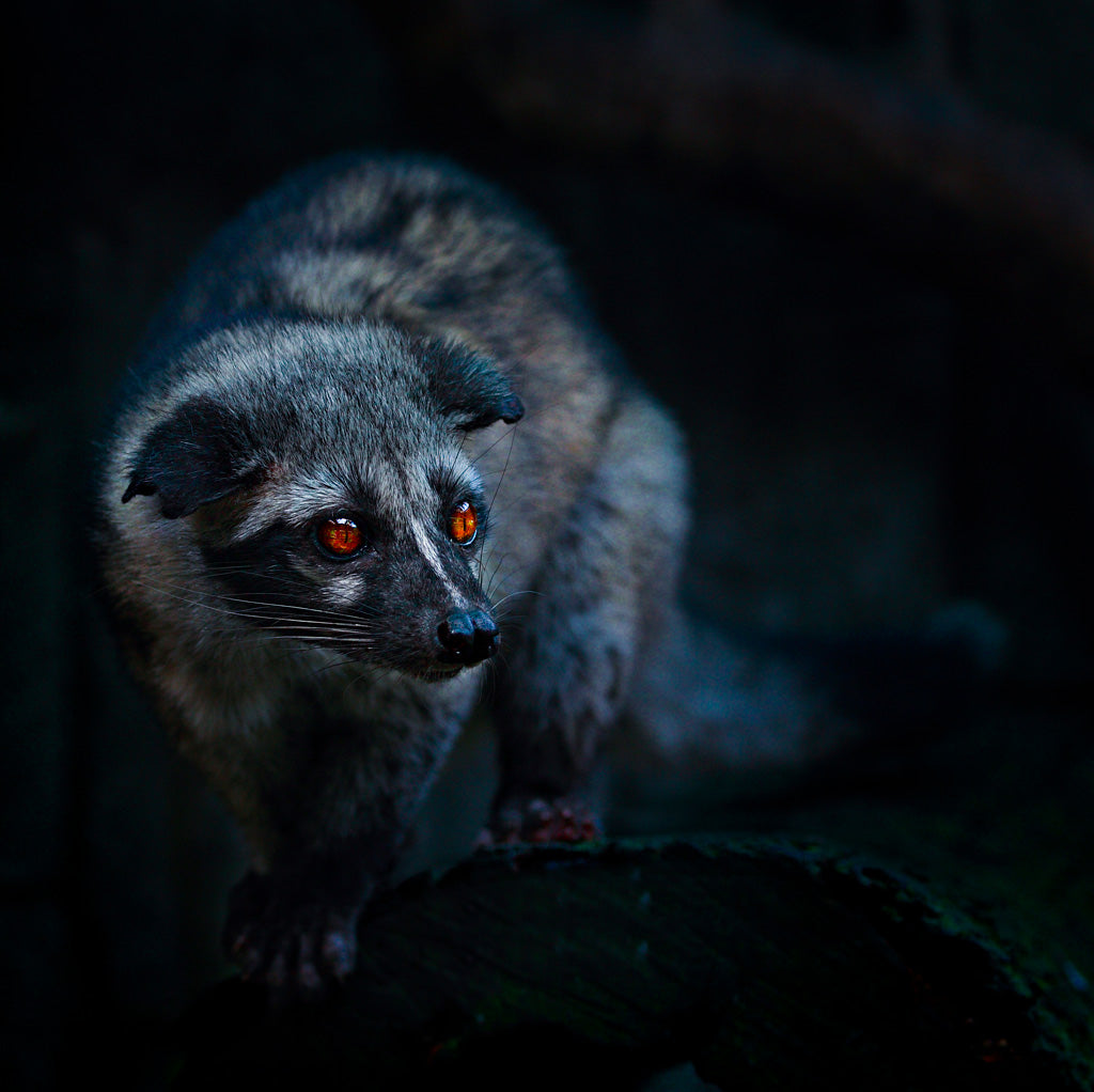 Civet in the dark