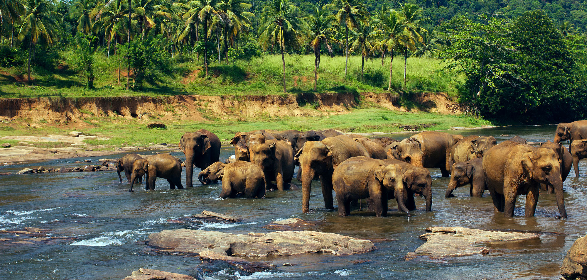 Elephants in River