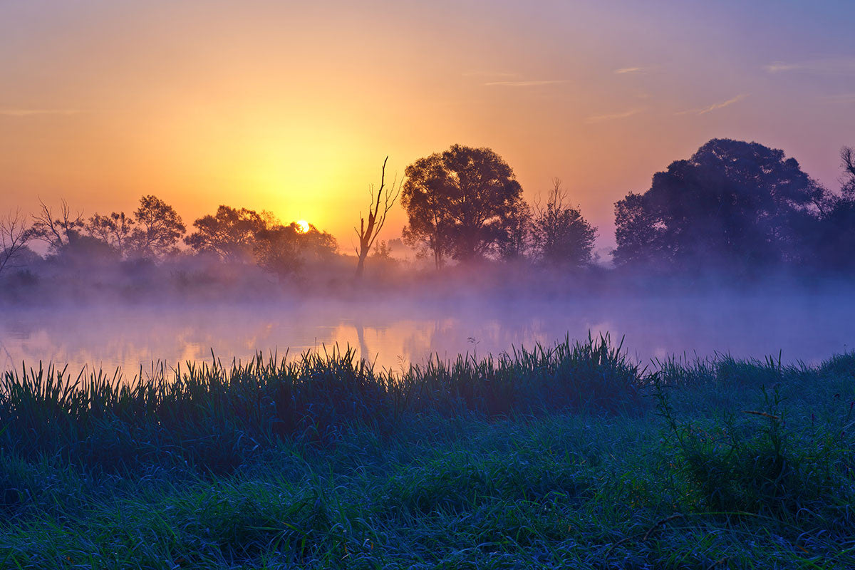 Misty Morning