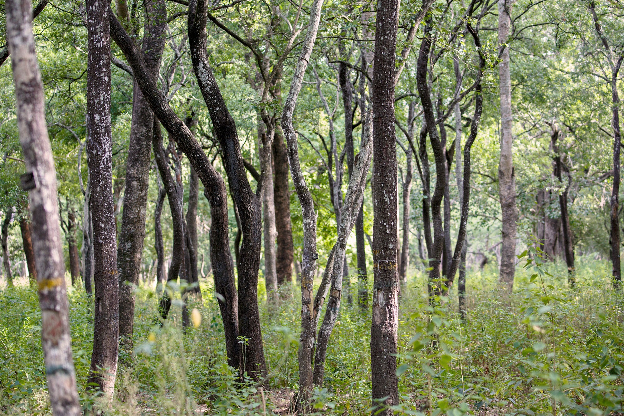 Sandalwood forest reserve in Marayoor, Kerala, India