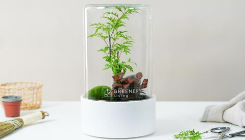 Flaschengarten Biotop Terrarium