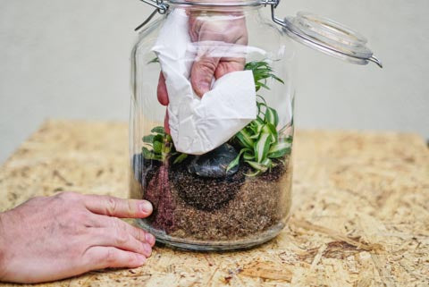 Flaschengarten Biotop Terrarium