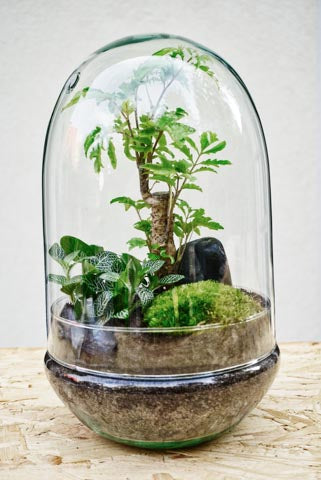 Flaschengarten Biotop Terrarium