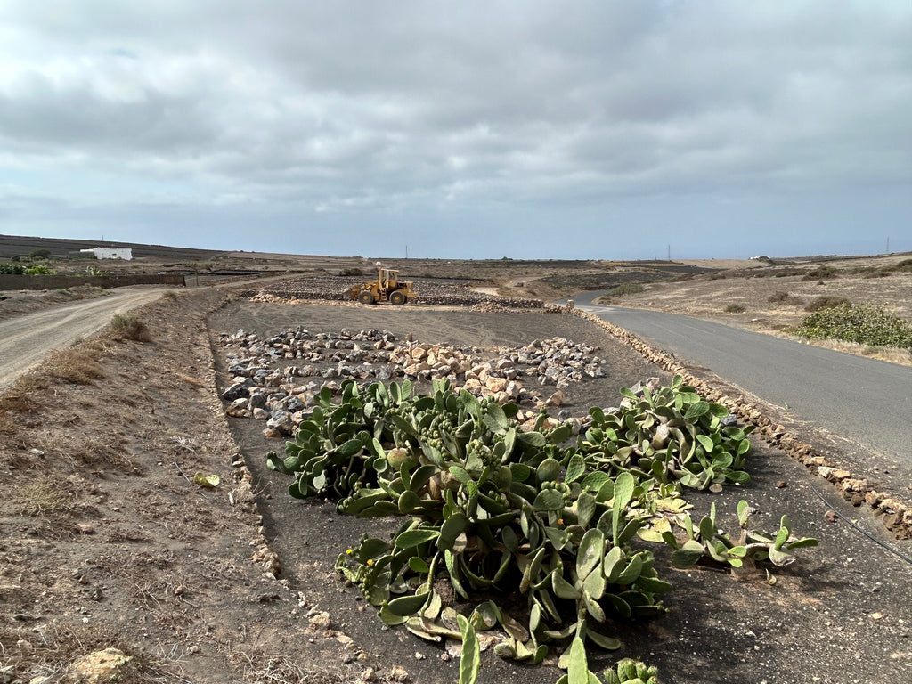 New Vineyard Lanzarote