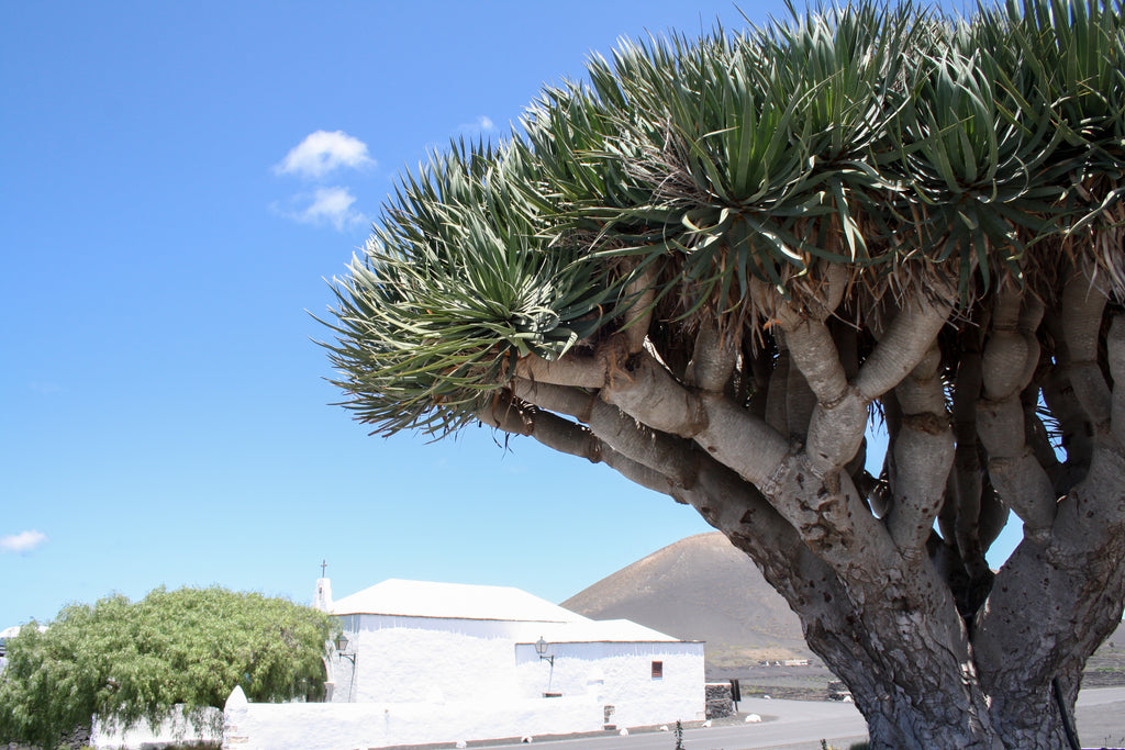 Ermita de la Caridad