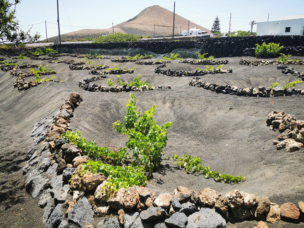 Lanzarote Vineyard