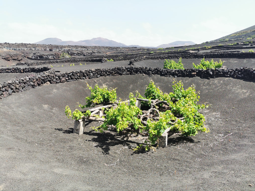 Lanzarote Vines