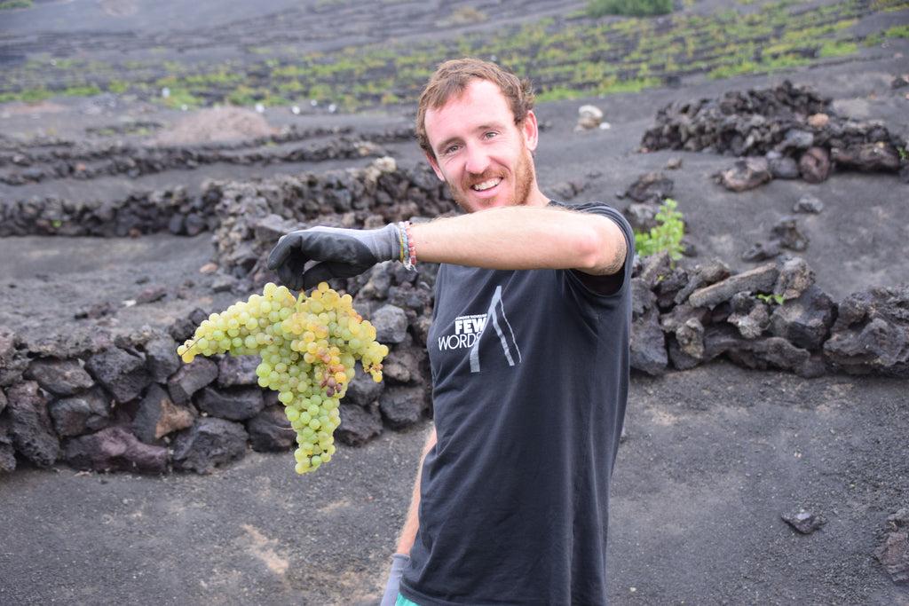 Dan collecting Malvasia Volcanica grapes