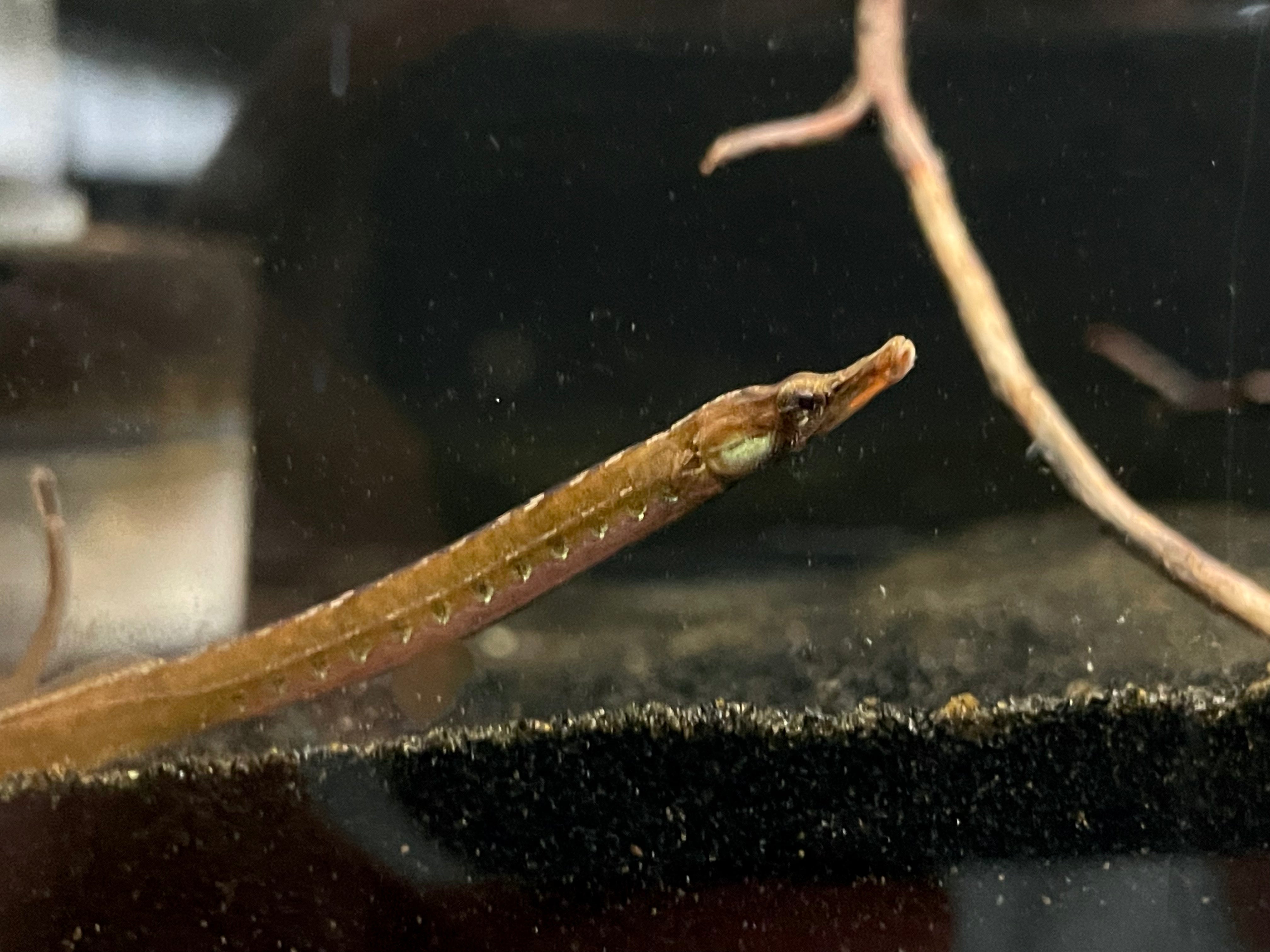 African Freshwater Pipefish (Enneacampus sp.)