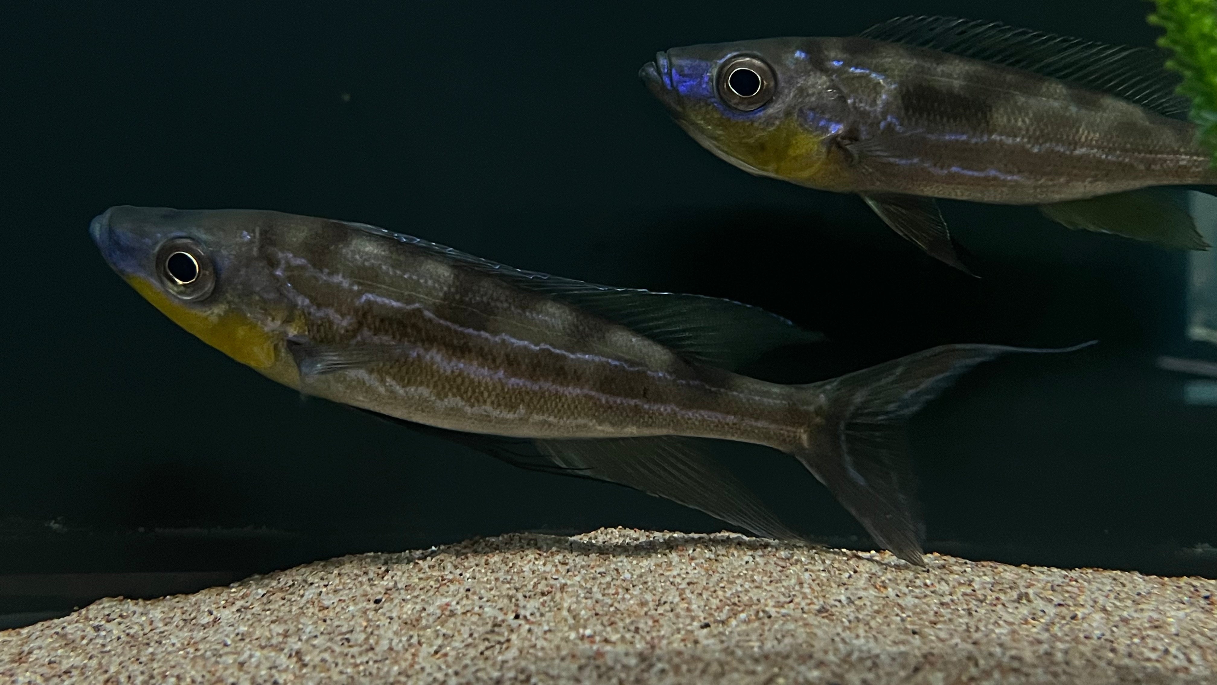 Benthochromis tricoti