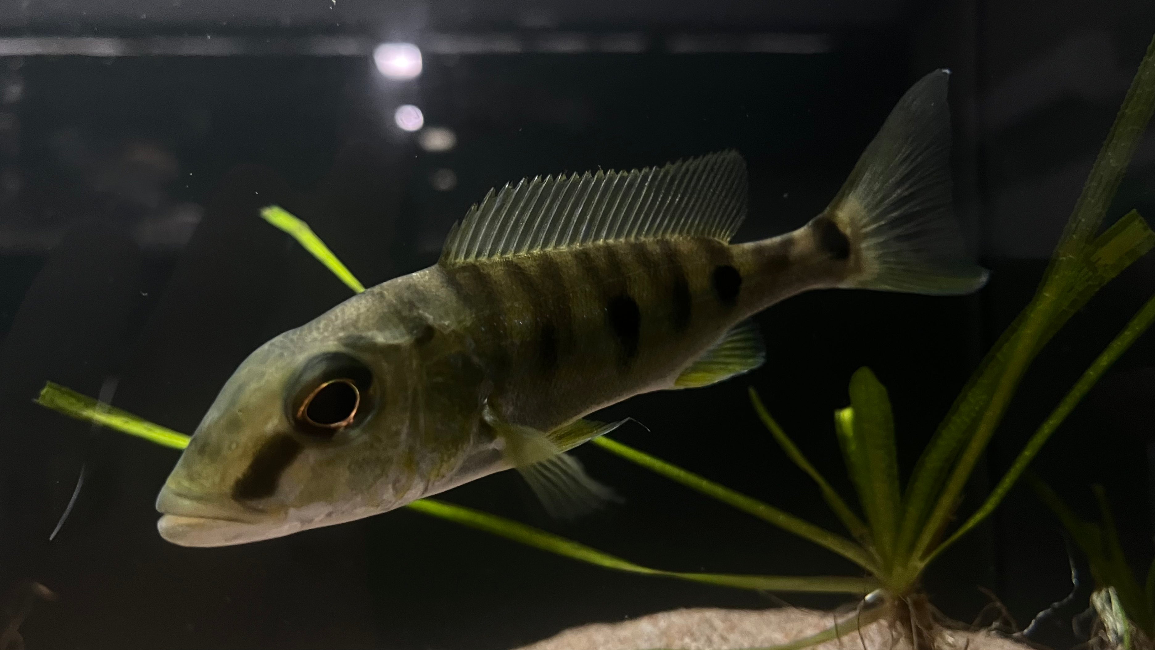 Emperor Cichlid (Boulengerochromis microlepis) - Medium