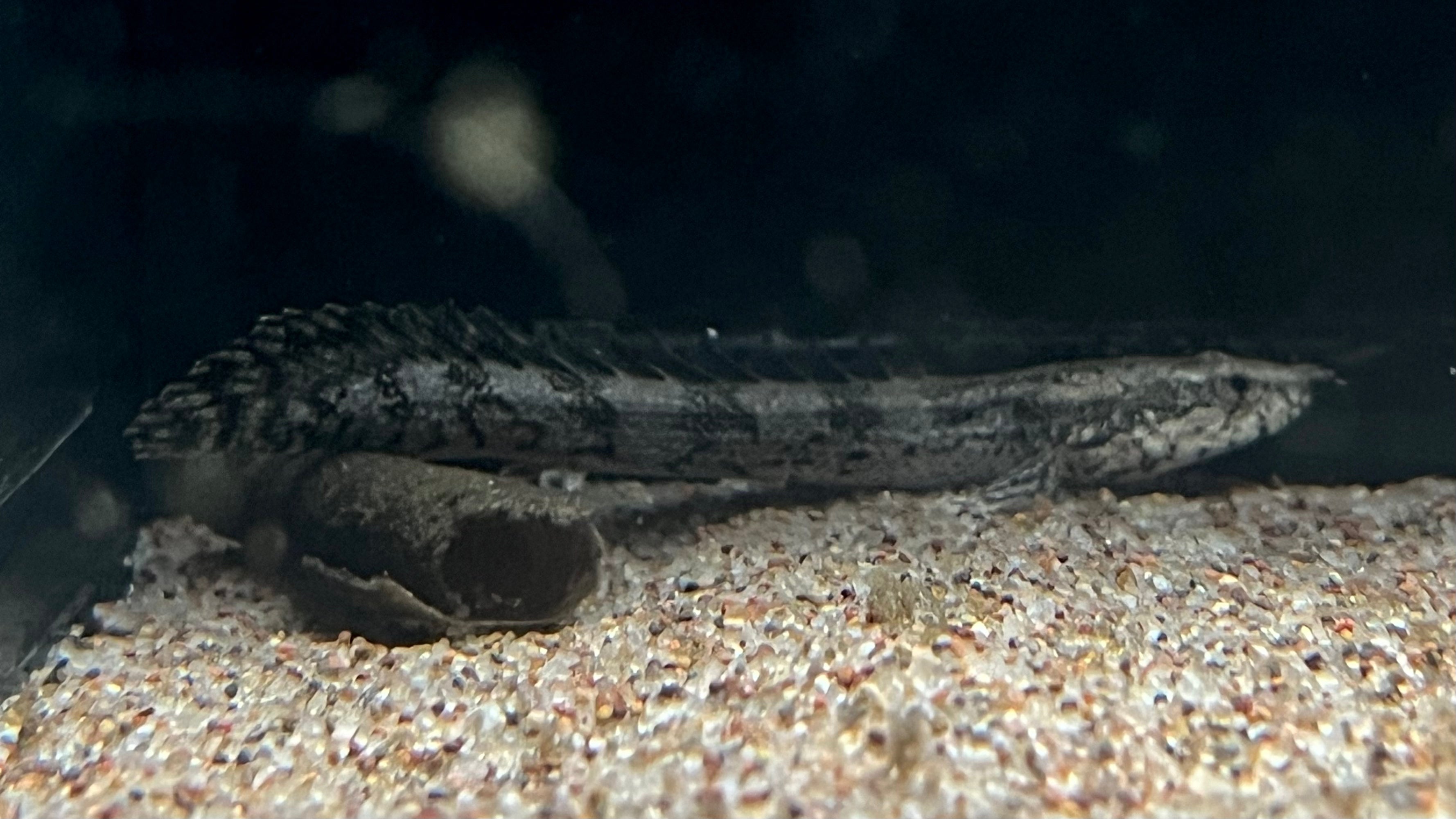 Endlicheri x Lapradei Bichir Hybrid (Polypterus sp.) - xSmall