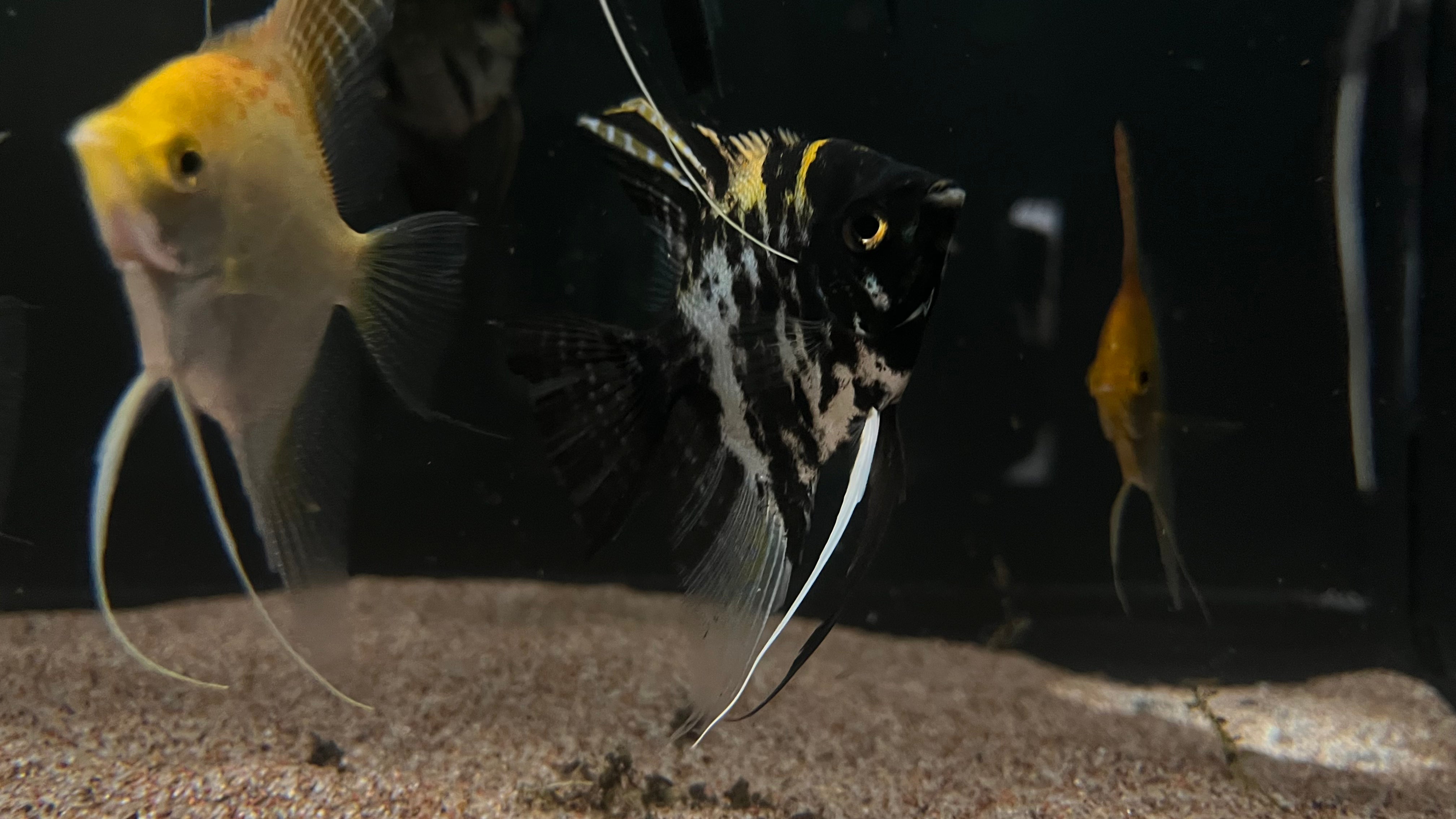 Assorted Angelfish (Pterophyllum scalare) - Medium