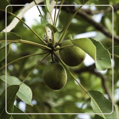 Ayurvedika Skincare Organic Ingredients Shea Butter