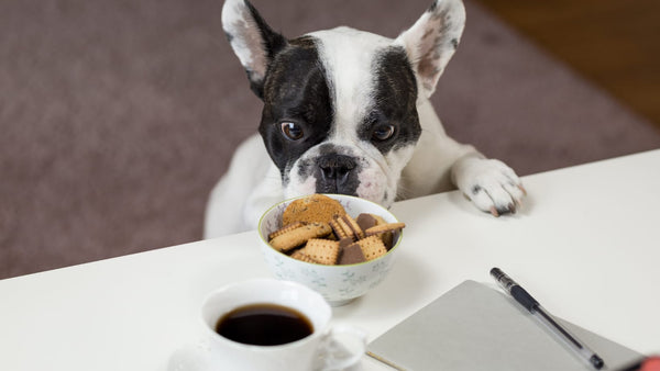 dieta para perros