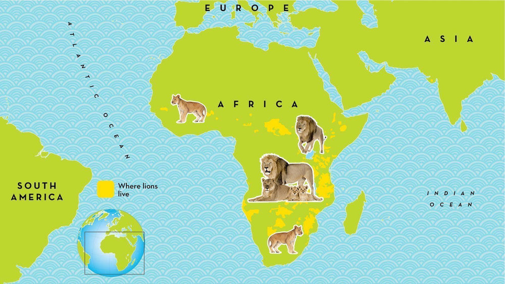 Where Do Lions Live? (Best Places to See Lions in Africa) Afrikanza