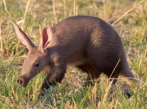 Aardvark