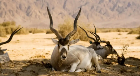 Addax