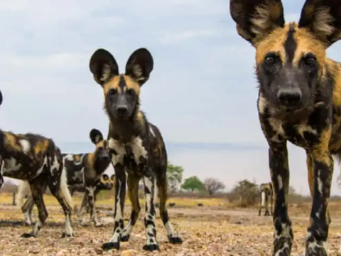 African Wild Dog