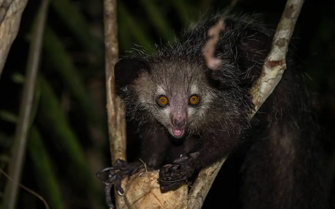 Aye-Aye