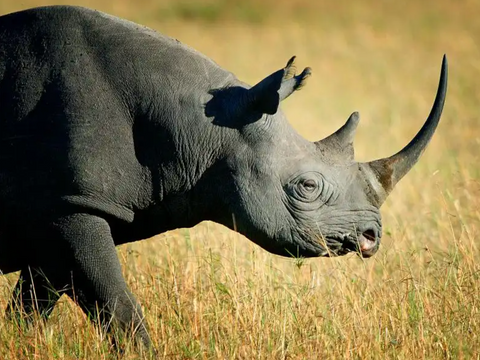 Black Rhino