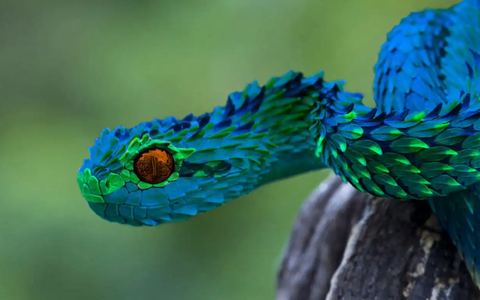 Bush Viper