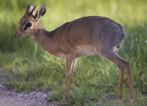 Dik-Dik