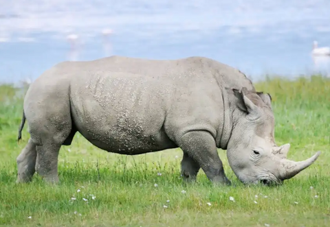 Northern White Rhino