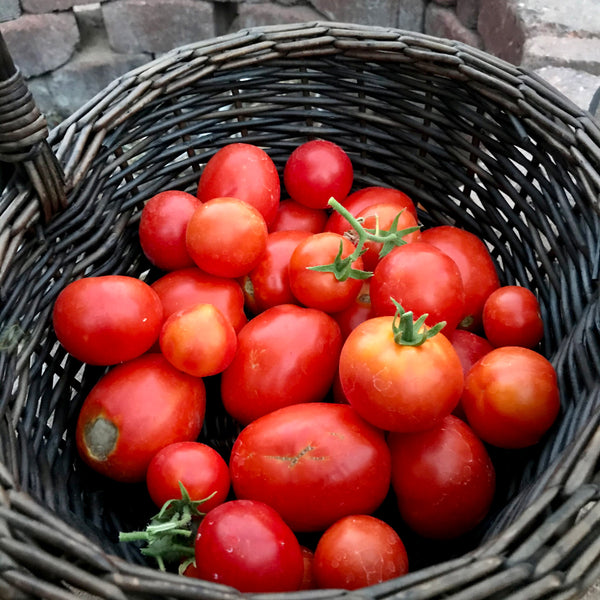 Garden Grown Tomatoes