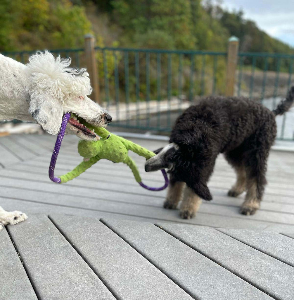 Bunny The Talking Dog and Otter 