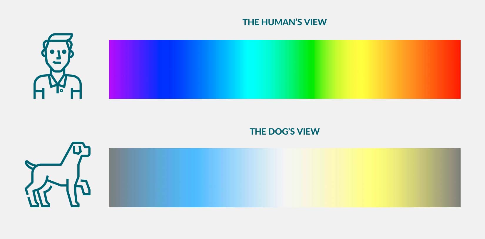Colores de vista humana versus colores de vista de perro