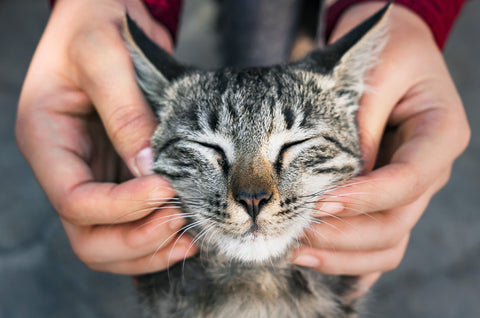 FluentPet Cat