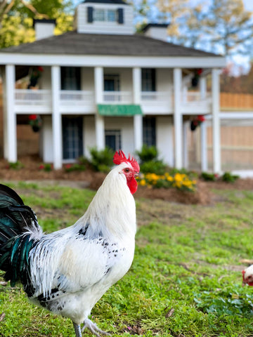 Rooster Eggusta National