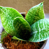 sansevaria plant delivery snake plant denver