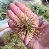 airplant denver