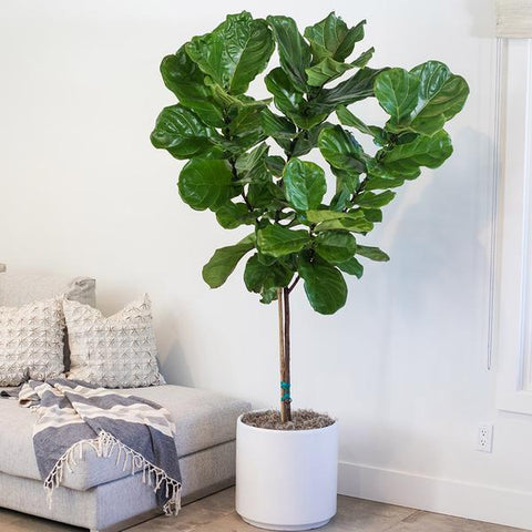 why does my fiddle leaf ficus have brown spots
