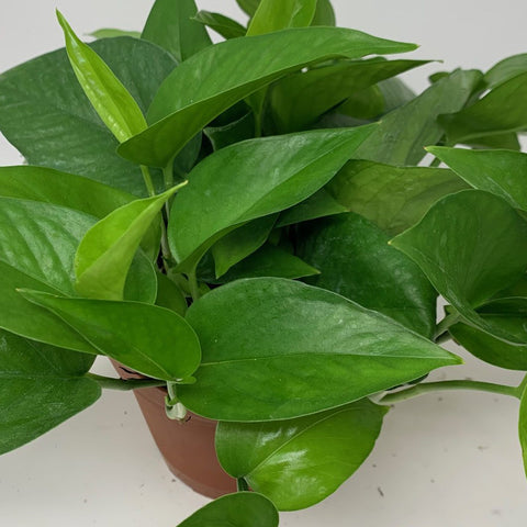 jade pothos denver