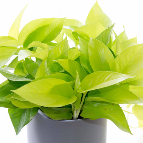 neon pothos