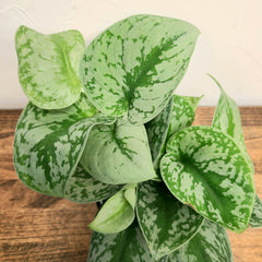 silver satin pothos denver delivery 