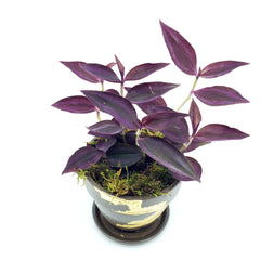 tradescantia purple heart wandering