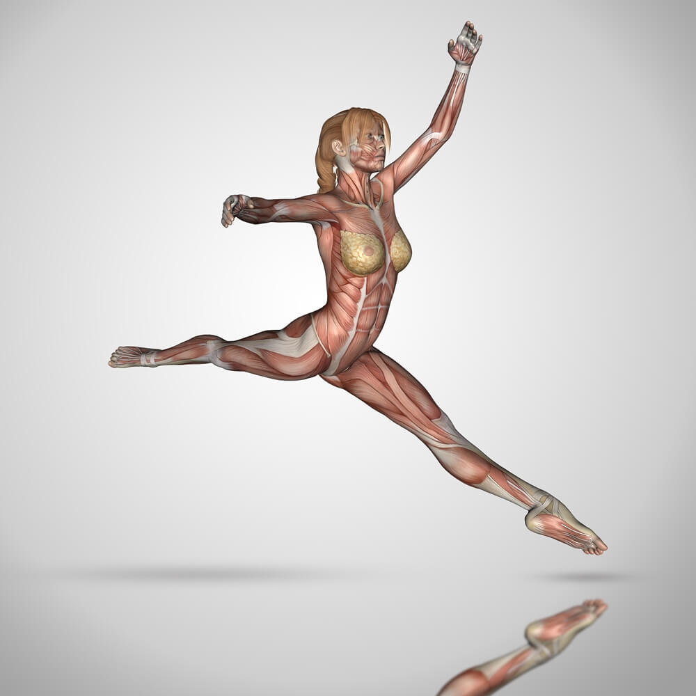 3D female figure pose shows how muscular system experiences a surge in energy demands